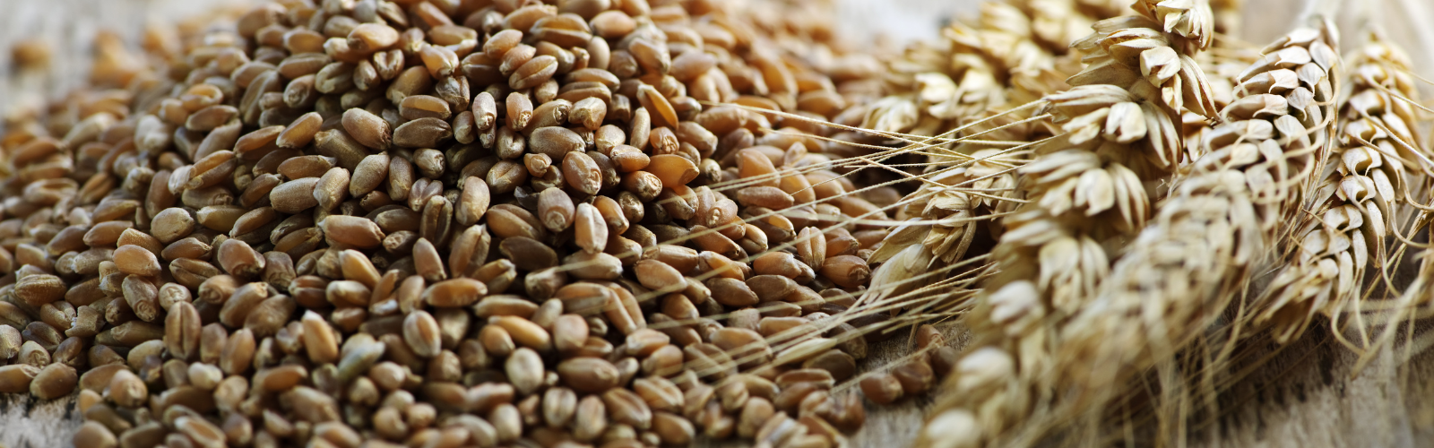 Whole Grain Flour American International Foods, Inc.