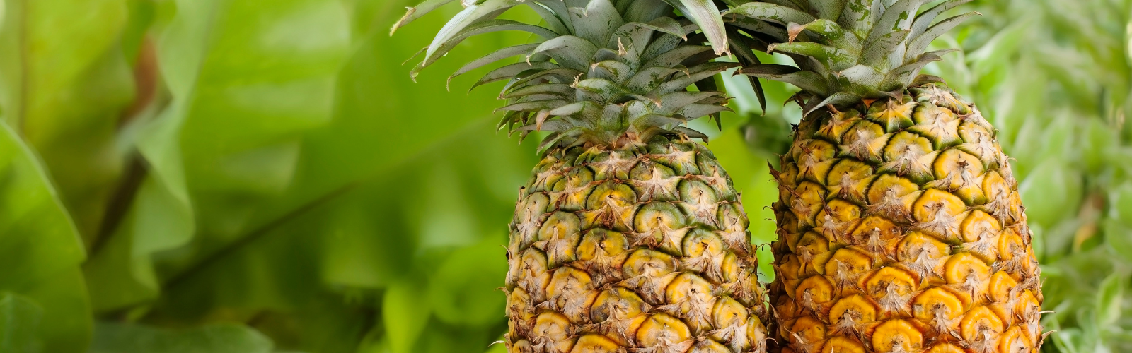 Pineapple Juice Concentrate American International Foods, Inc.