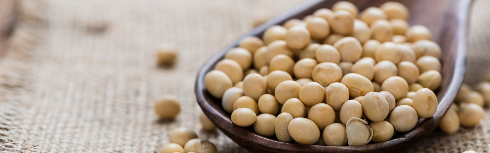 Soy Protein Concentrate American International Foods, Inc.